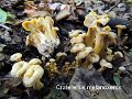 Craterellus melanoxeros-amf387